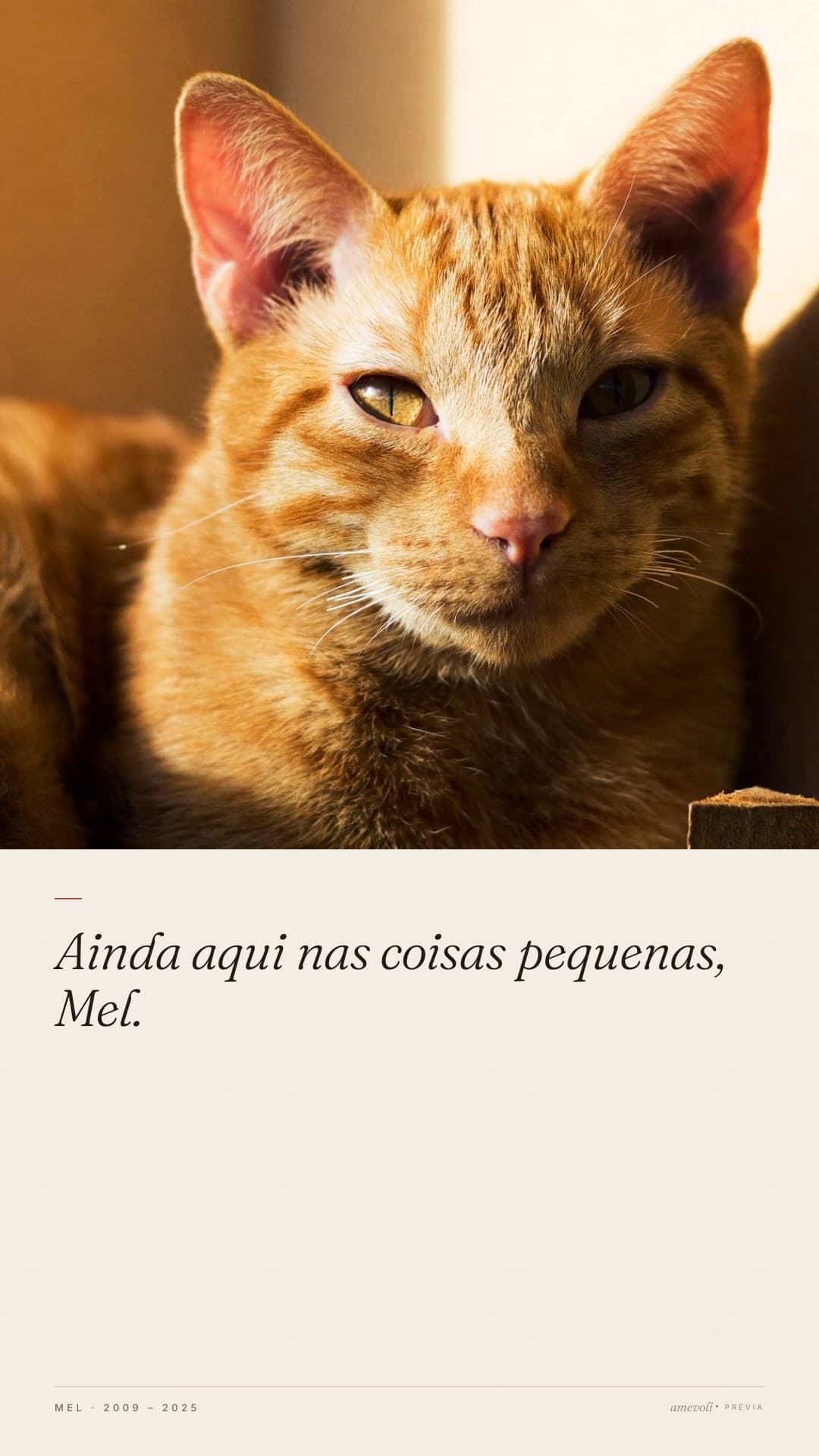 Exemplo feito com fotos licenciadas, não com fotos de clientes. · Cards para Stories